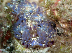 Up close and personal with the Blue Dragon Nudibranch in ... by Brooke Landt 